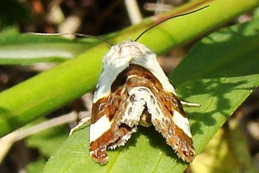 Eupterote testacea - Malveneule (Heidelbeeren-Silbereule)